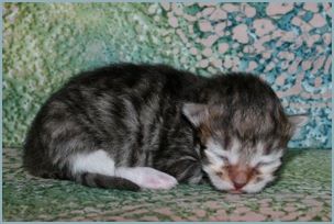 Male Siberian Kitten from Deedlebug Siberians